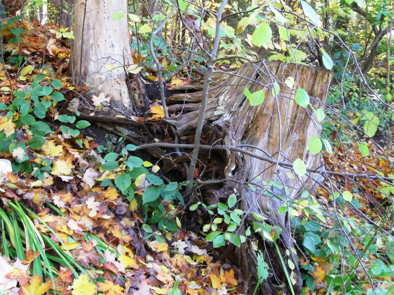 IMG_1792_tree_trunk_elengrey_october_2010