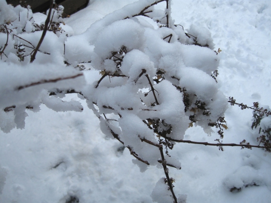 IMG_3786_snow_plops_1_elengrey_february_2013