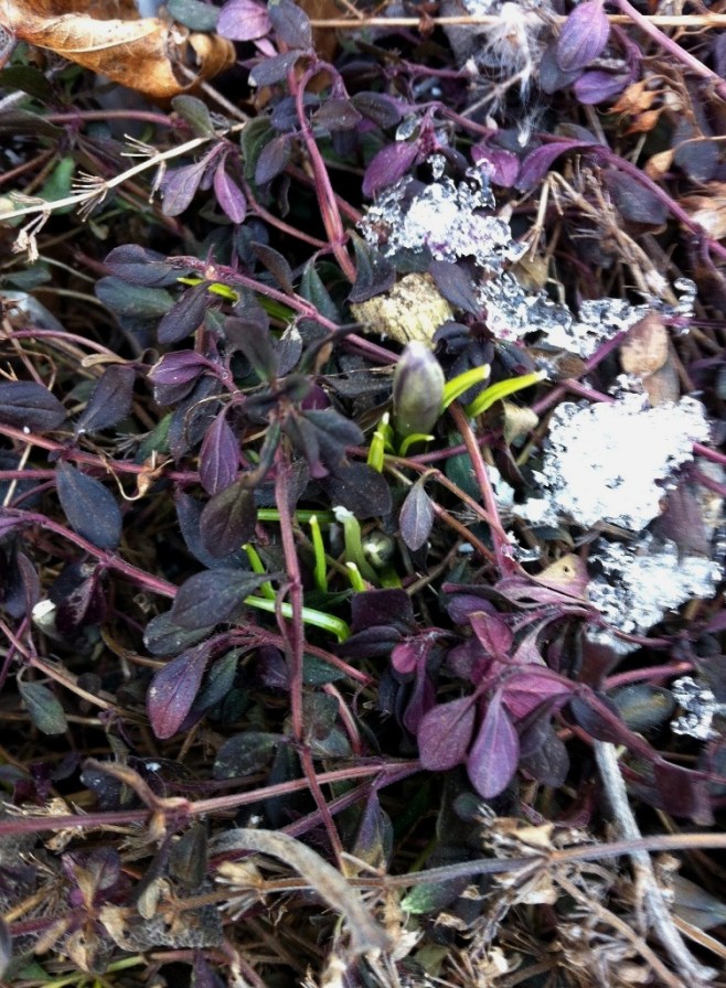 crocus_sighting_2_elengrey_march_2013