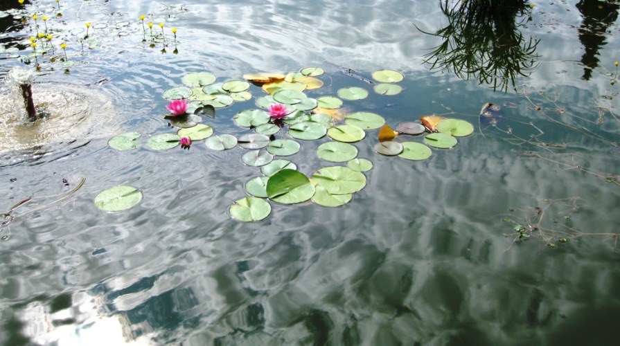 IMG_2894_2_lily_pool_elengrey_august_2011