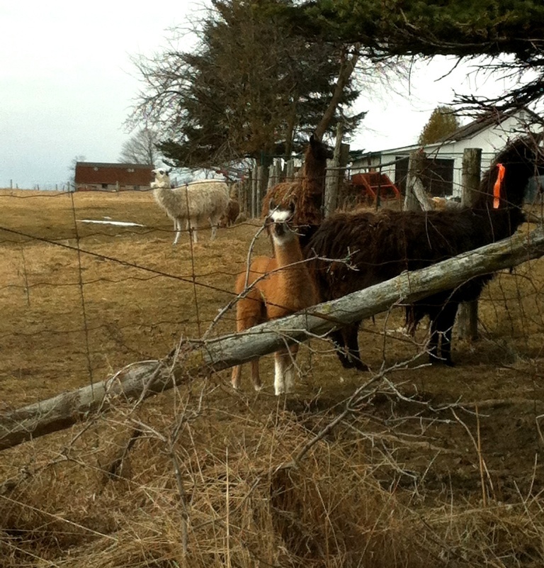 llama_elengrey_march_2013