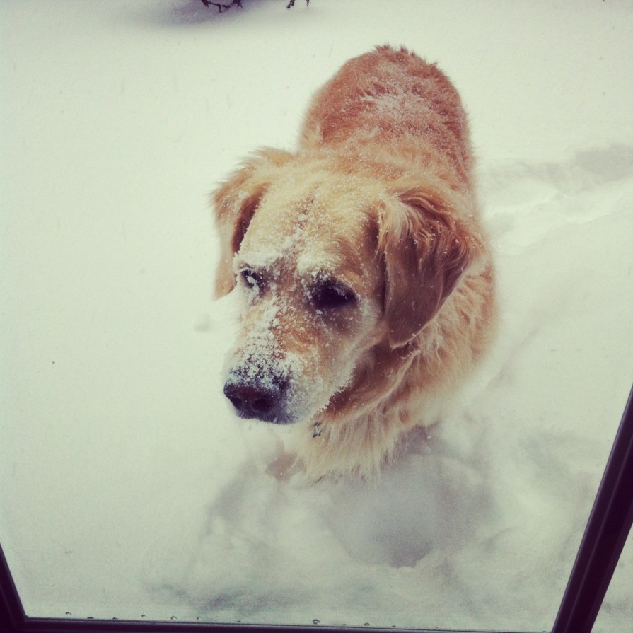 I'll give you my bone, if you open the door.