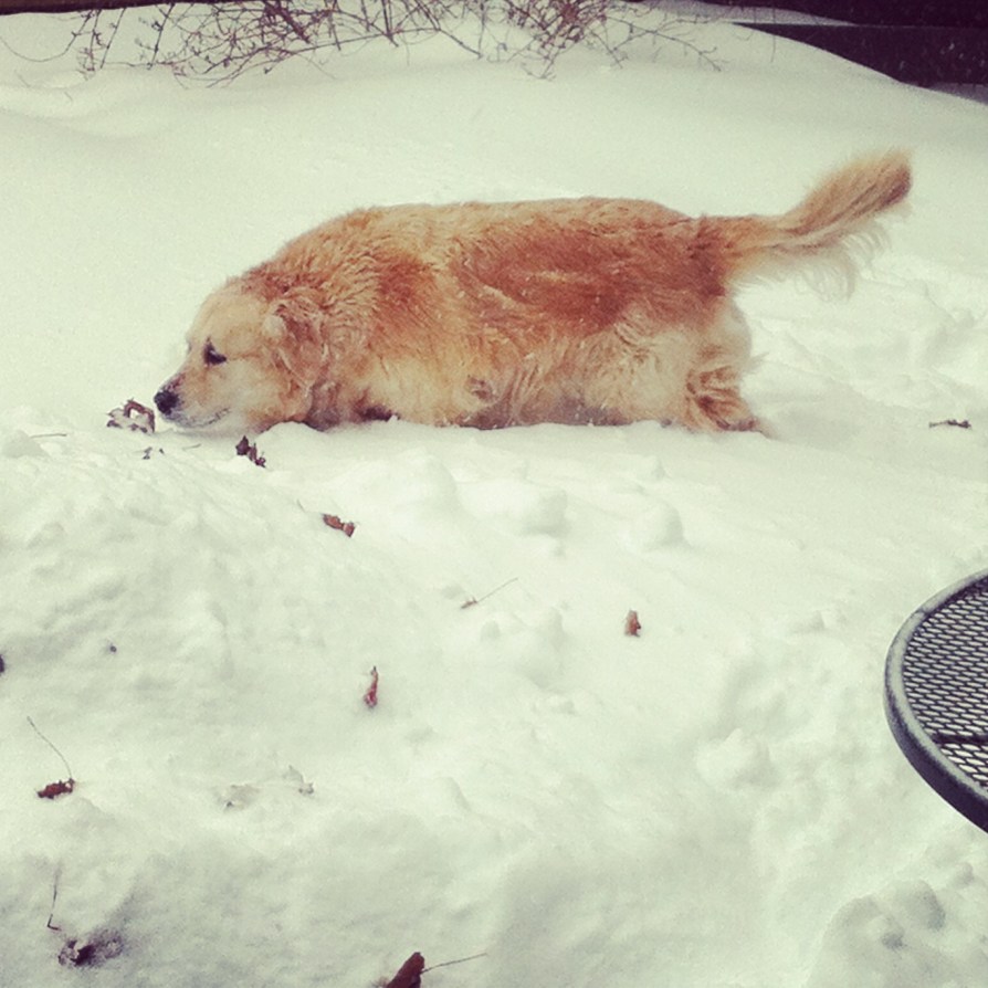 I don't like to get snow on my tail.