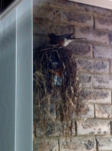 builder_1_elengrey_april_2013 (951x1280)