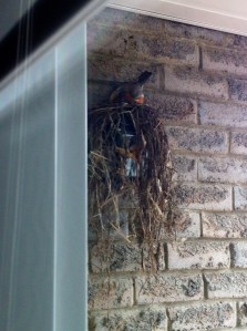 builder_2_elengrey_april_2013 (956x1280)