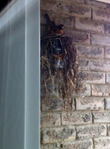 builder_3_elengrey_april_2013 (951x1280)