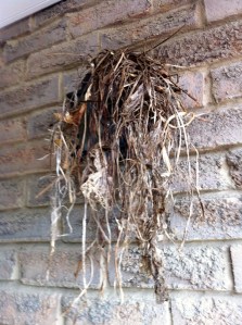nest_3a_elengrey_april_2013 (956x1280)