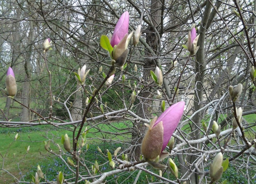20130503_090744_saucer_magnolia_may_2013 (1280x921)