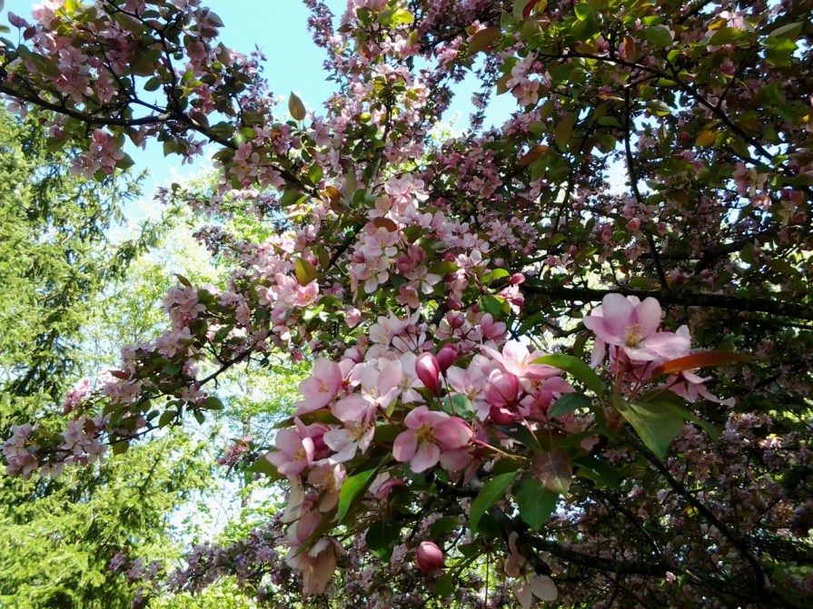 20130513_162355_cherry_blossoms_may_2013 (1280x960)