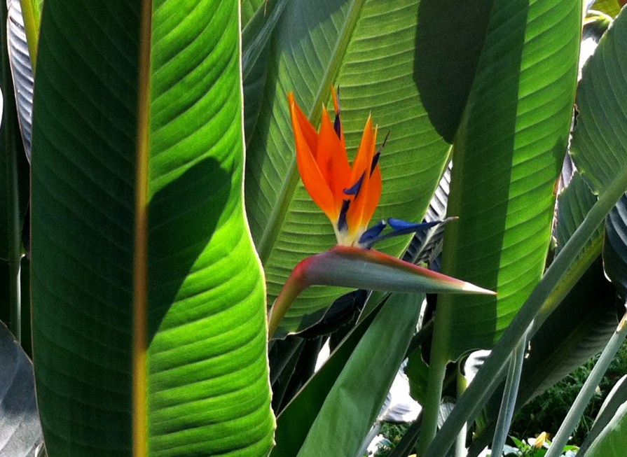 bird_of_paradise_longwood_gardens_elengrey_may_2013 (1280x934)