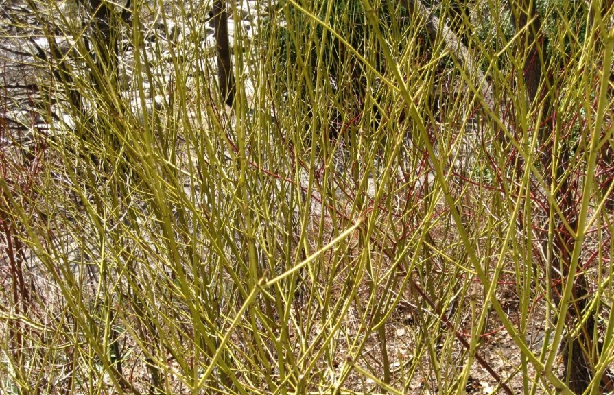 IMG_3884_pick_up_sticks_elengrey_april_2013 (1280x960)