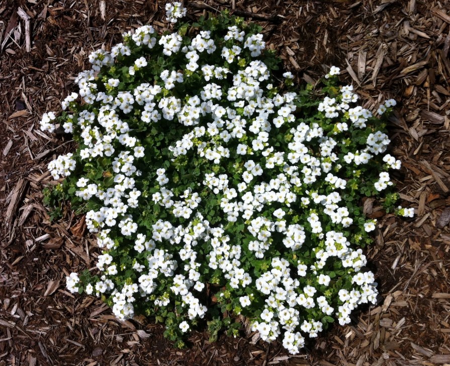 sweet_alyssum_elengrey_april_2013 (1280x1040)