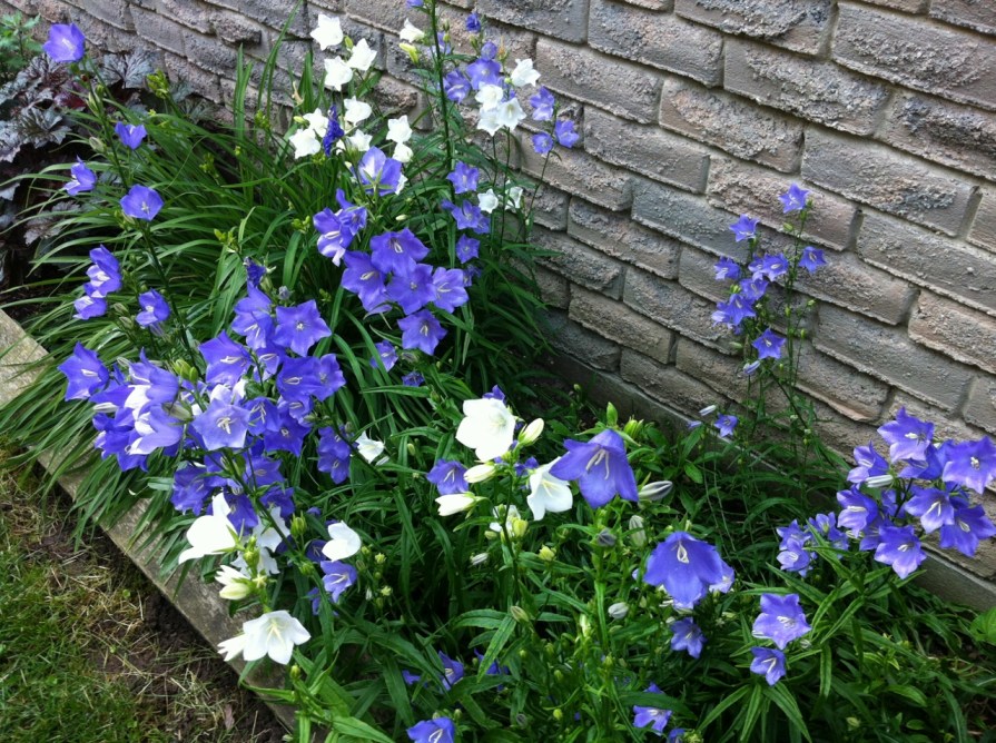 campanula_1_elengrey_june_2013 (1280x956)