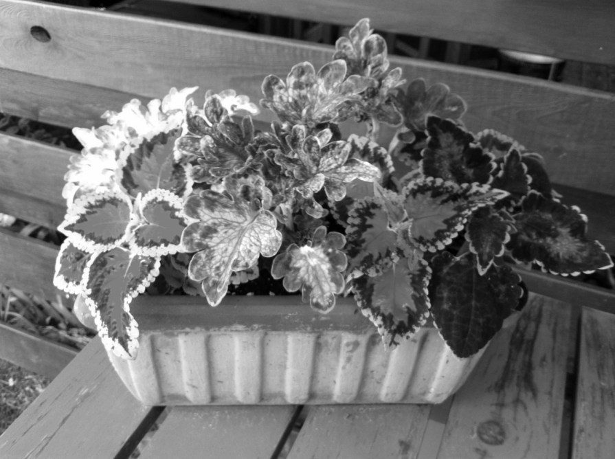 coleus_elengrey_june_2013 (1280x956)
