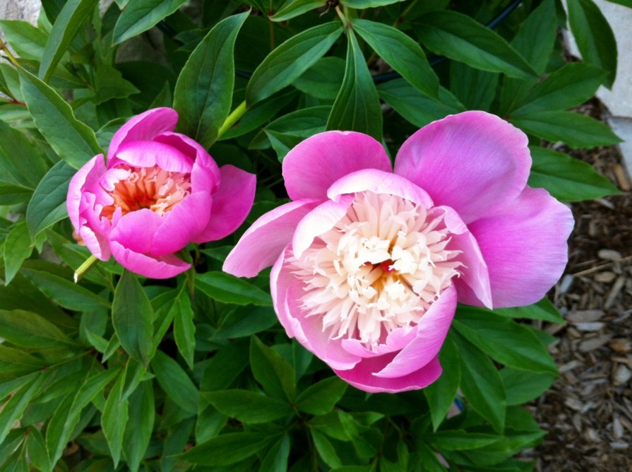 peony_1_elengrey_2013 (1280x956)