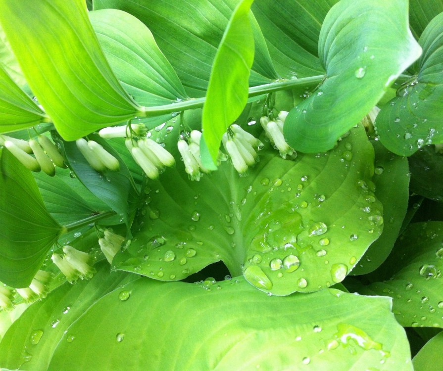 solomon's_seal_elengrey_may_2013 (1280x1074)