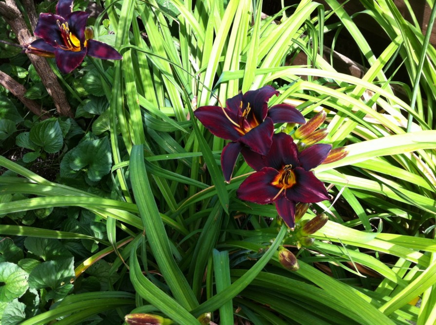 chocolate_daylilies_elengrey_july_2013 (1280x956) (2)