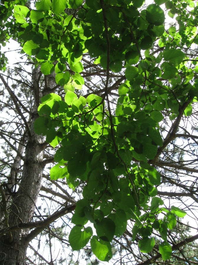 IMG_4199_elengrey_july_2013 (960x1280)