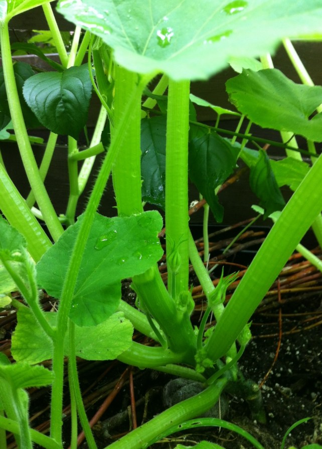 mystery_vine_3_elengrey_june_2013 (918x1280)