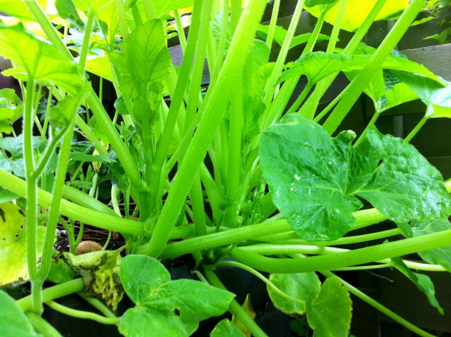 mystery_vine_4_elengrey_july_2013 (1280x956)