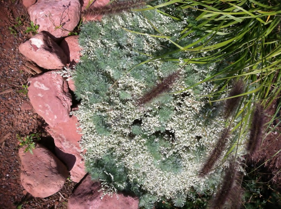 texture_new_glasgow_pei_elengrey_september_2012 (1280x956)