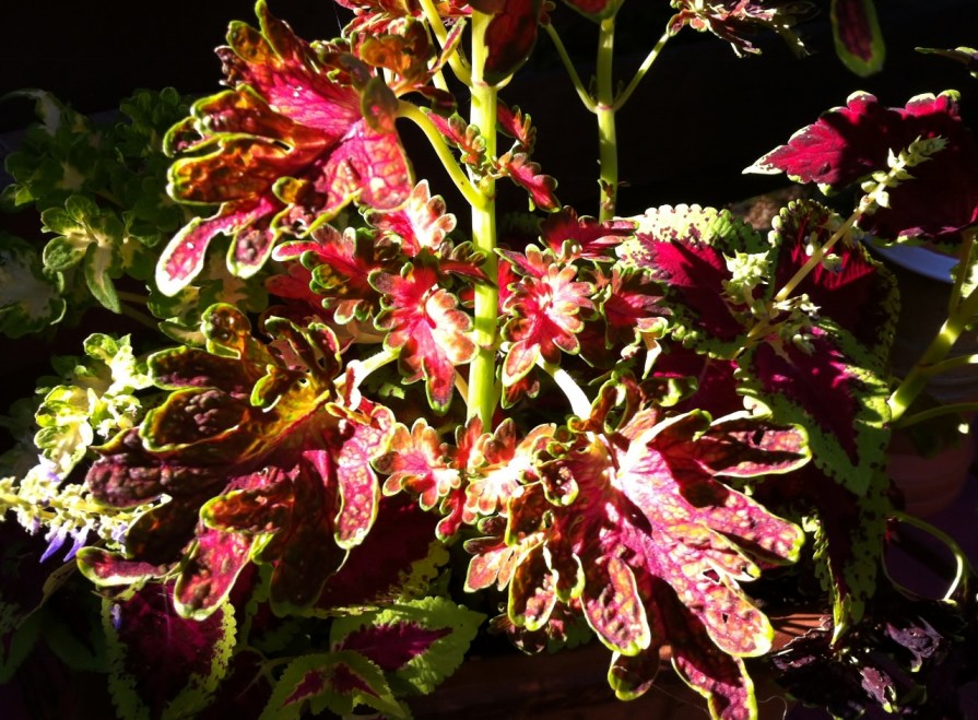 light_on_coleus_elengrey_august_2013 (1280x943)