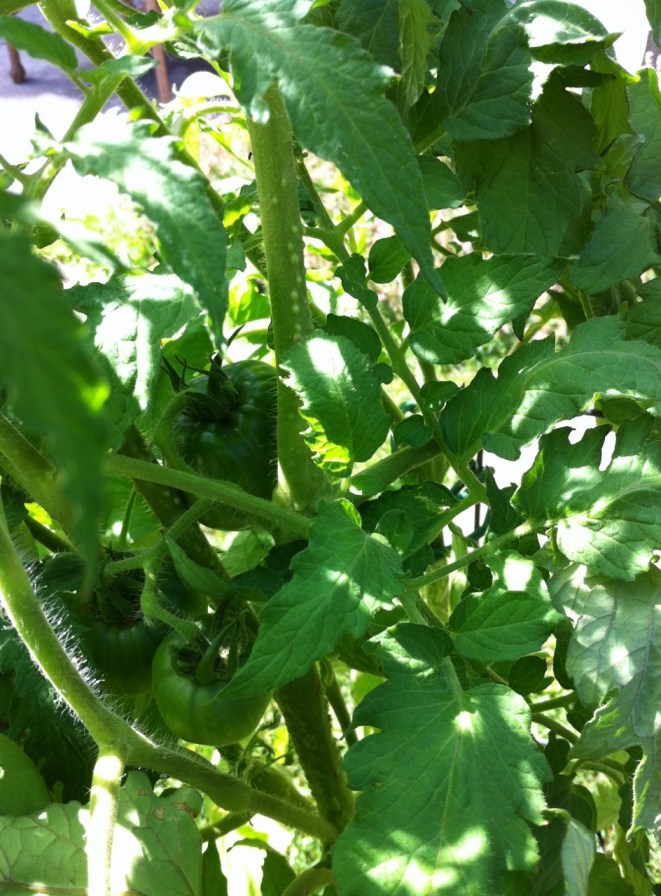 tomato_1_elengrey_august_2013 (956x1280)