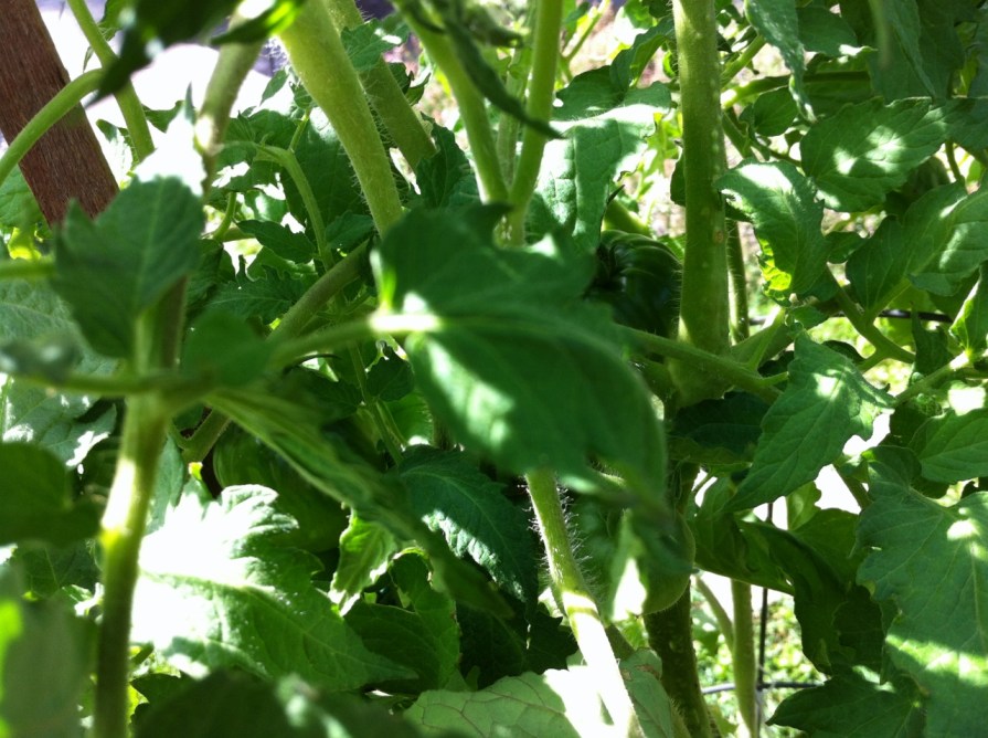 tomato_2_elengrey_august_2013 (1280x956)