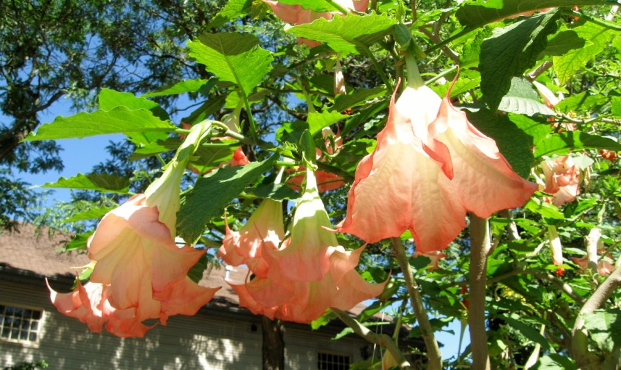 fairy_skirts_1_elengrey_september_2013 (1280x763)