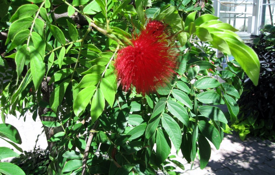 IMG_4215_elengrey_september_2013 (1280x816)