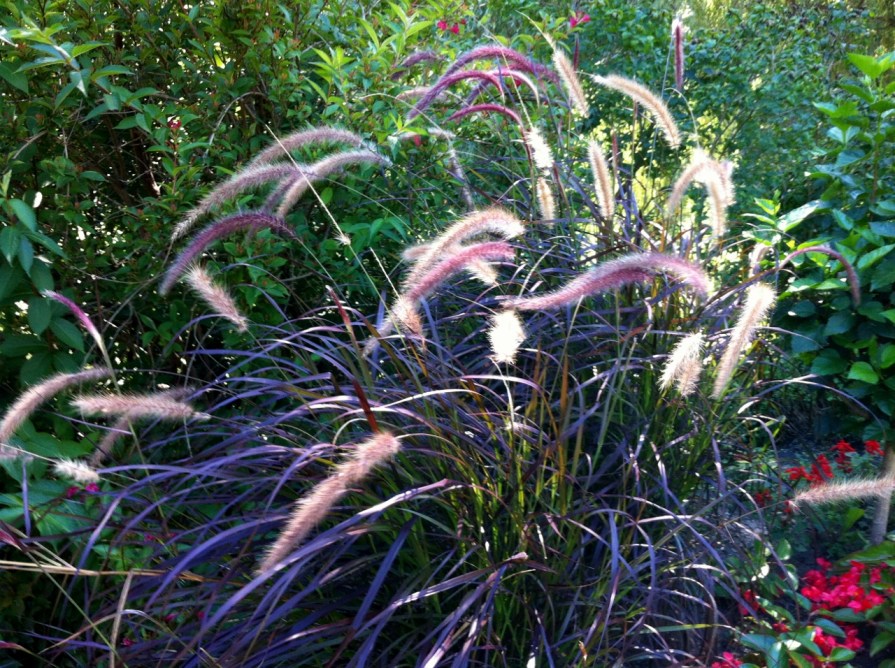 ornamental_grass_elengrey_september_2013 (1280x956)