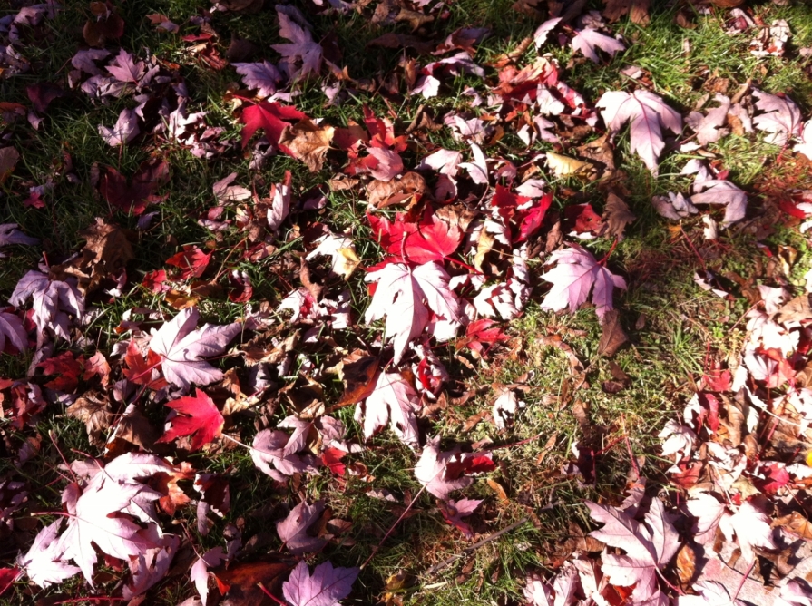 autumn_leaves_ontario_october_2013 (1280x956)