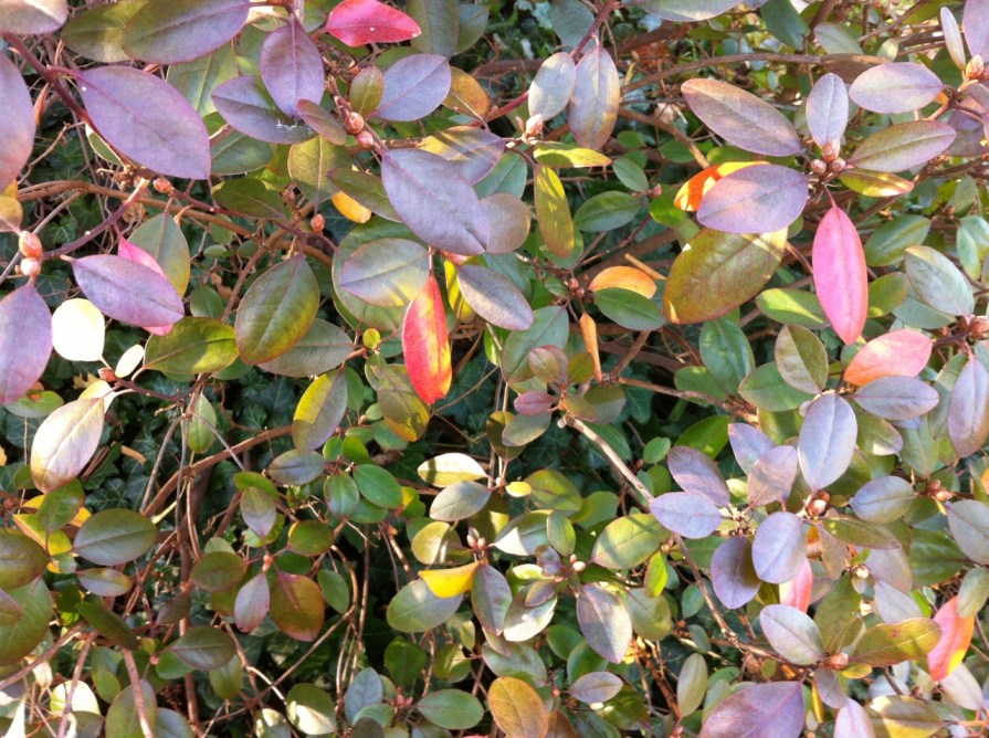 a_little_light_magic_november_2013 (1280x956)