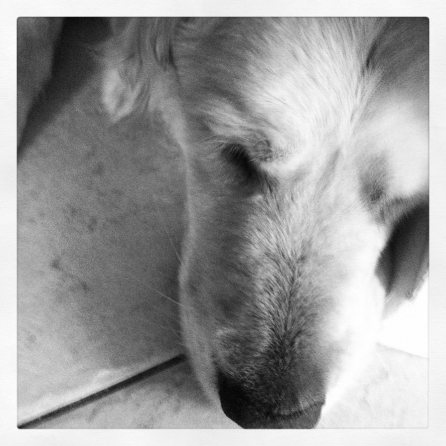 must_love_dogs_elengrey_april_2013