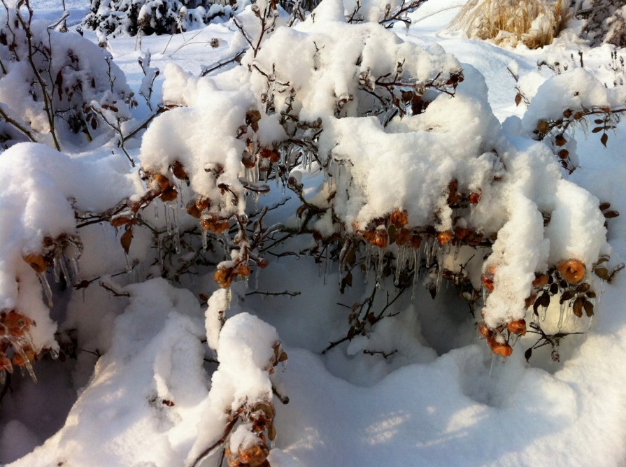 faerie_roses_in_winter_december_2013 (1280x956)