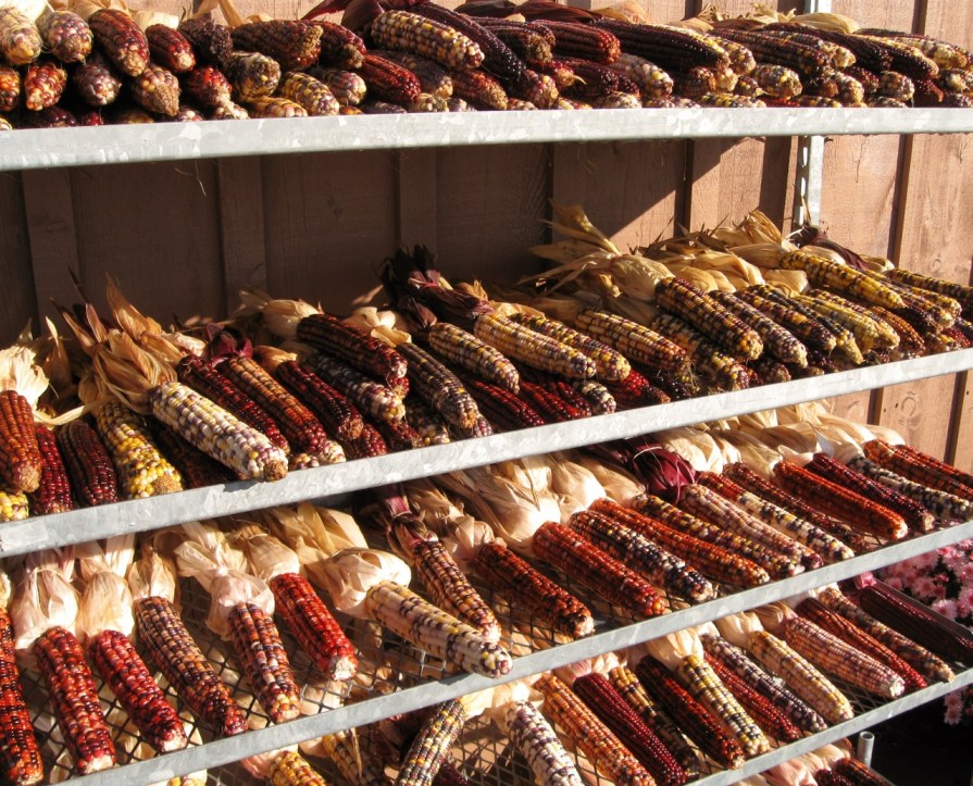 IMG_0277_indian_corn_elengrey_october_2009 (1280x1035)