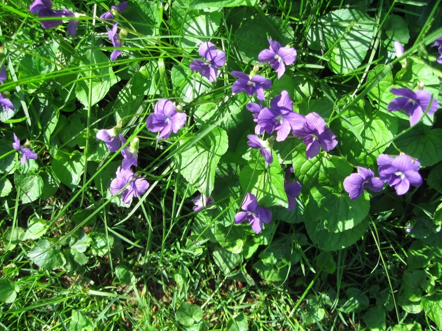 IMG_2485_common_violets_elengrey_may_2011 (1280x960)