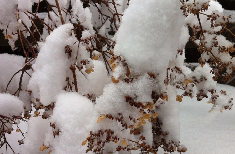 IMG_5838_cotton_candy_1_elengrey_february_2014 (1280x841)