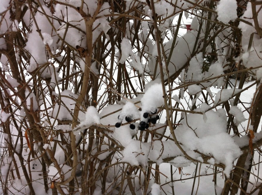 IMG_5845_elengrey_february_2014 (1280x956)