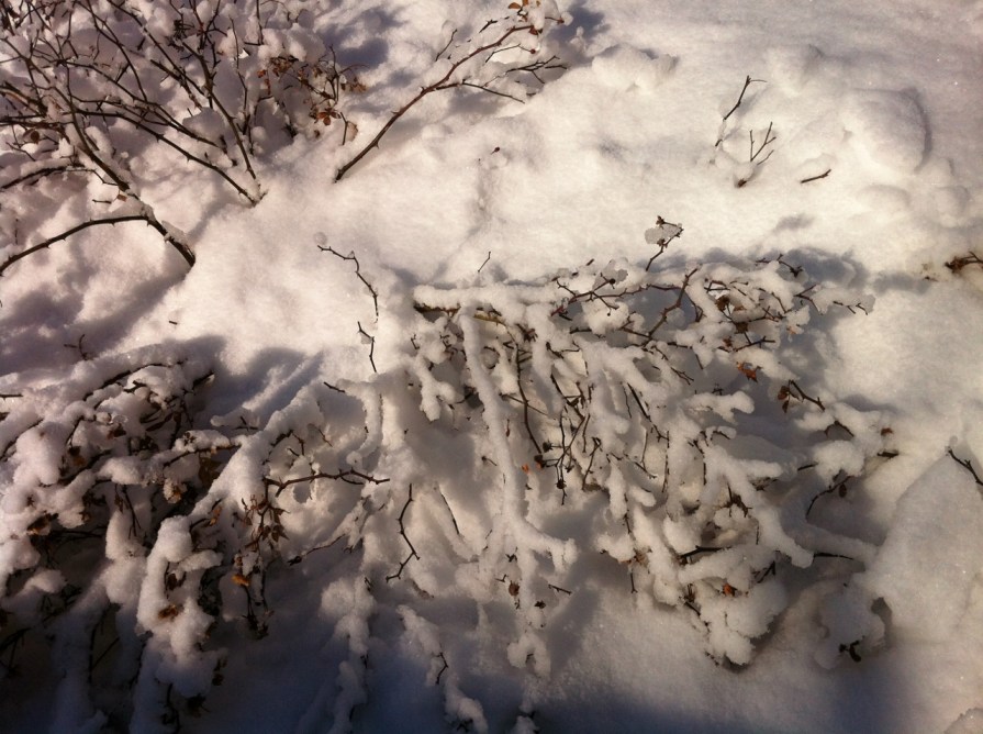 IMG_5784_elengrey_march_2014 (1280x956)