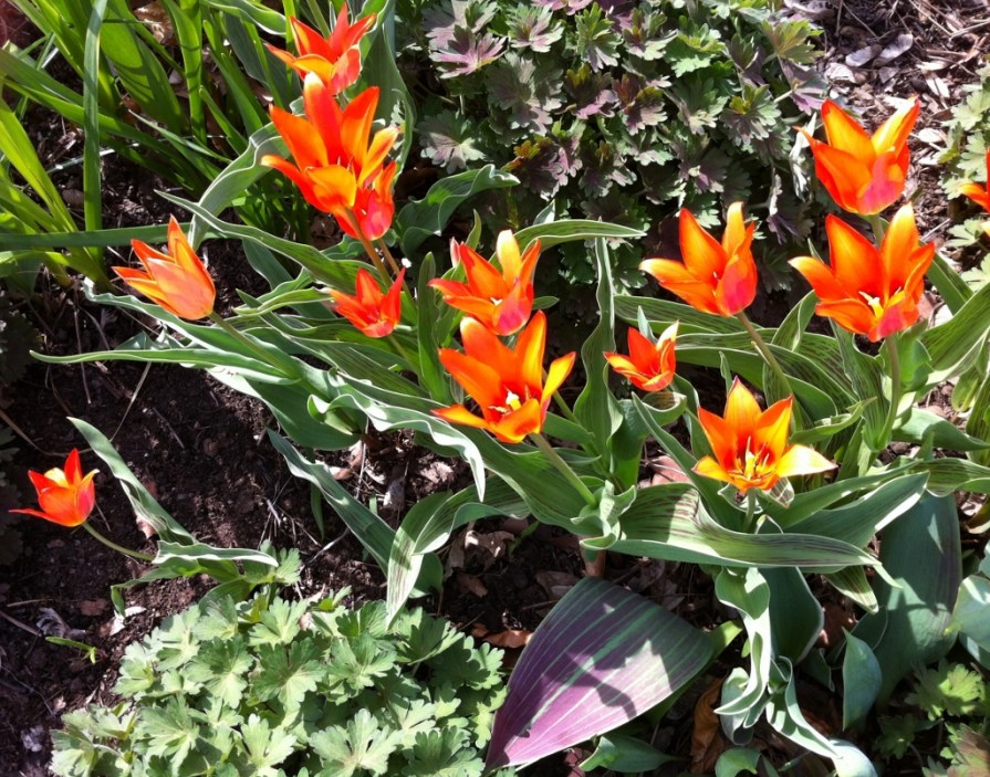 IMG_6272_tulips_edwards_gardens_elengrey_may_2014 (1024x805)