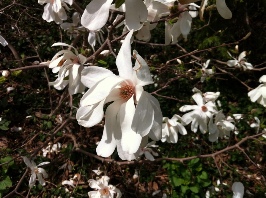 IMG_6303_blossom_edwards_gardens_elengrey_may_2014 (1280x956)