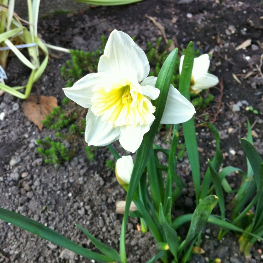 IMG_6361_follw-up_daff_elengrey_may_2014 (1024x1024)