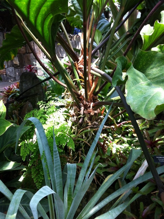 flora_in_captivity_elengrey_may_2013 (765x1024)