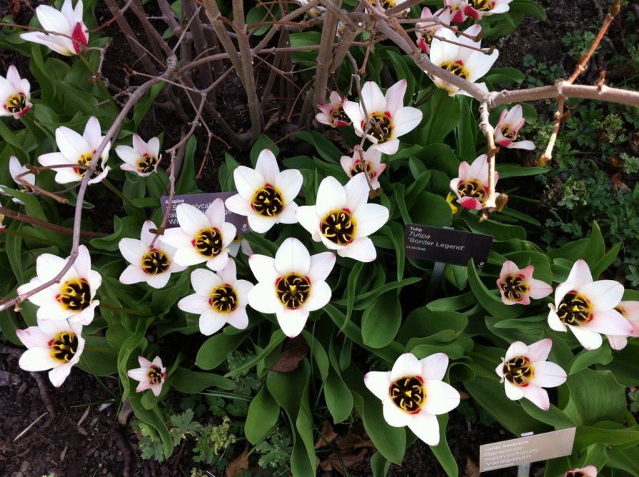 IMG_6334_the choir_edwards_gardens_elengrey_may_2014 (1280x956)