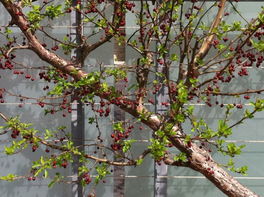 IMG_6338_berries_on_wall_elengrey_may_2014 (1024x765)