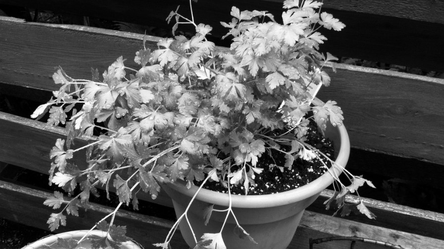 IMG_6627_italian_parsley_elengrey_june_2014 (1024x576)