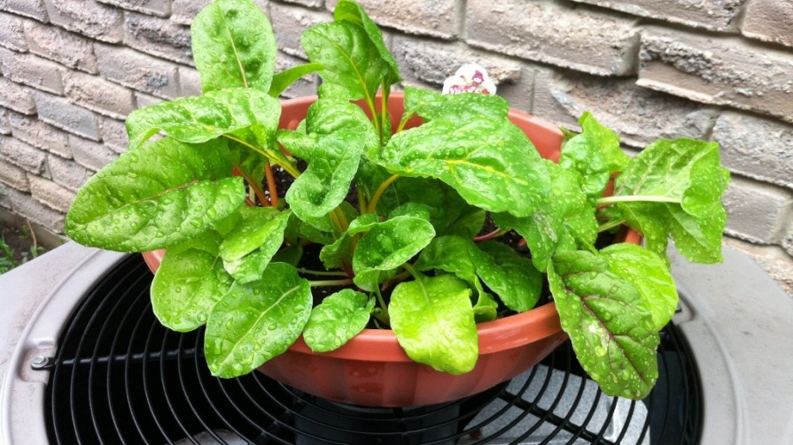 IMG_6645_swiss_chard_elengrey_june_2014 (1024x576)