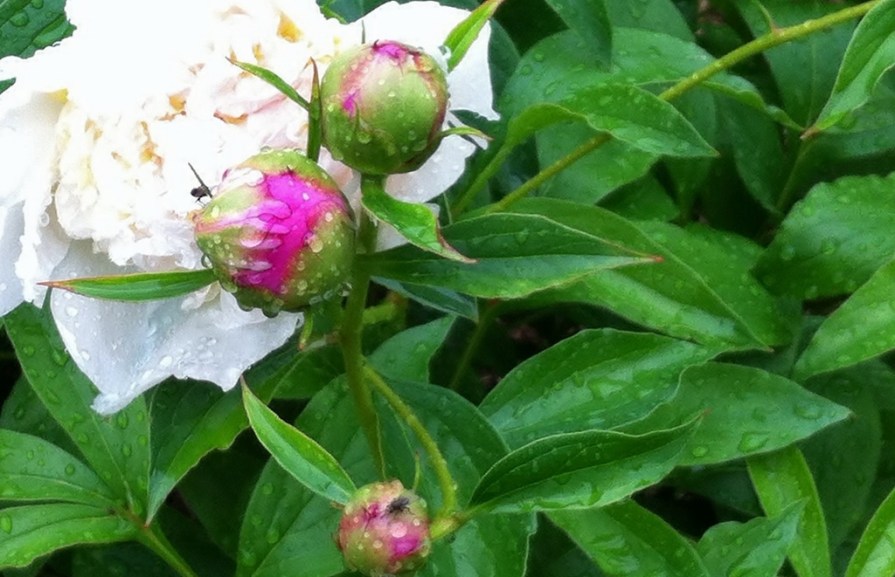 IMG_6655_peony_elengrey_june_2014 (1024x661)