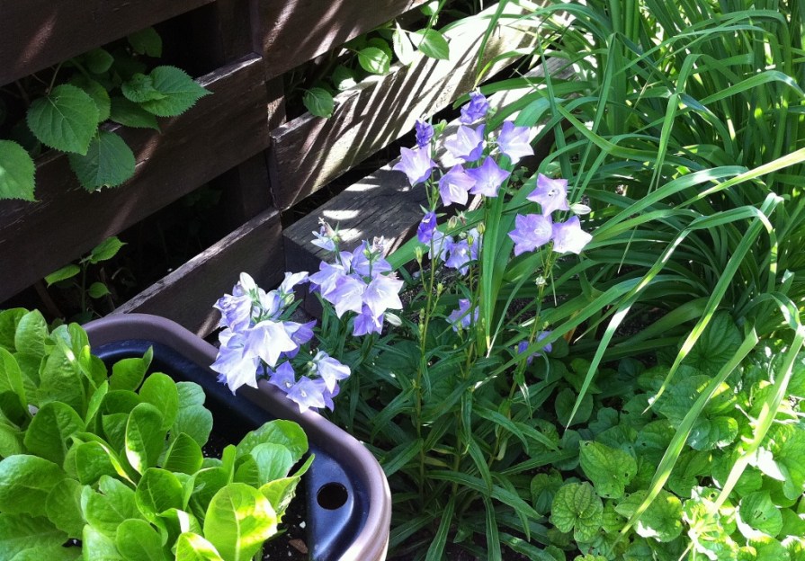 IMG_6868_campanula_elengrey_june_2014 (1024x715)